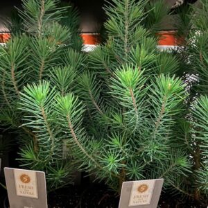 PINUS PINEA SILVER CREST K:10CM x15