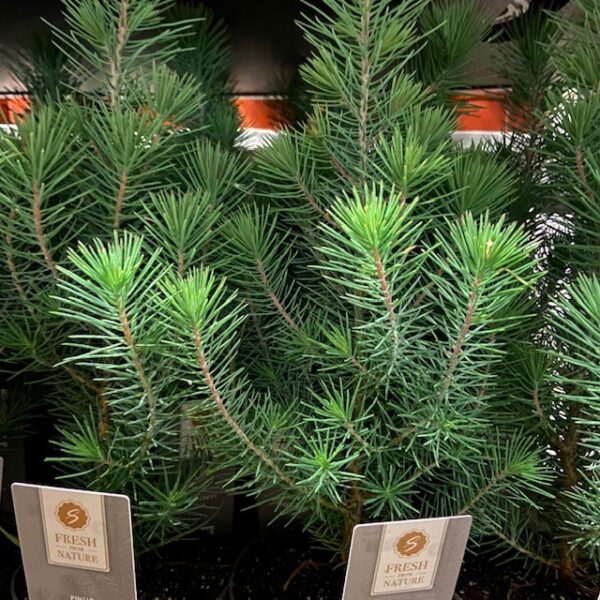 PINUS PINEA SILVER CREST K:10CM x15