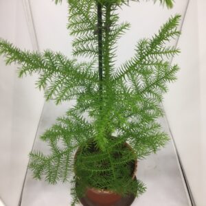 ARAUCARIA K:14CM H:40-50CM x7