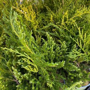 EN JUNIPERUS MIX K:9CM x18