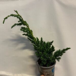 EN JUNIPERUS SQUAMATA K:9CM x18