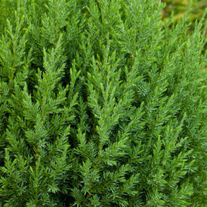 EN JUNIPERUS STRICTA K:13CM x8