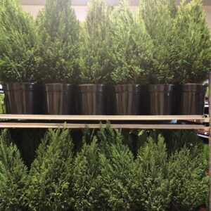 EN ELWOODII K:19CM H:65-70CM