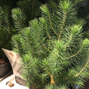 PINUS PINEA SILVER CREST K:17CM x6