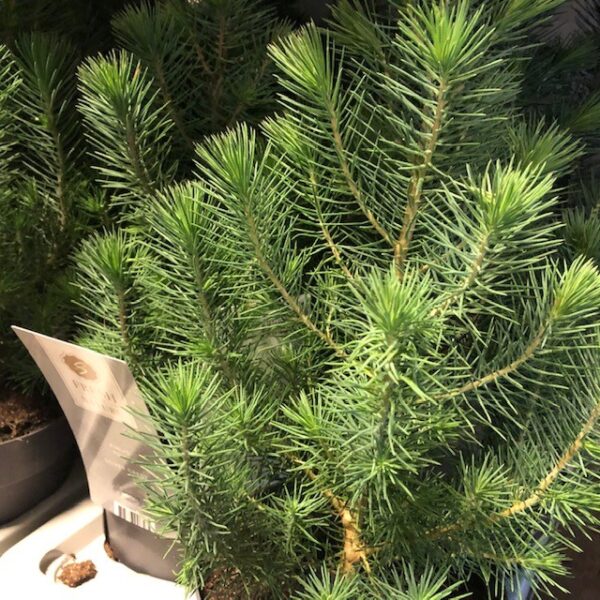 PINUS PINEA SILVER CREST K:17CM x6