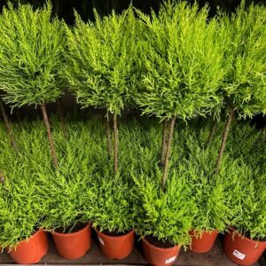 GOLDCREST STAM DUOBOLL K:17CM