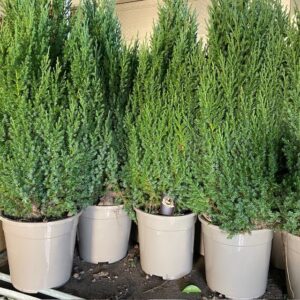 EN JUNIPERUS STRICTA K:24CM H:80-90CM