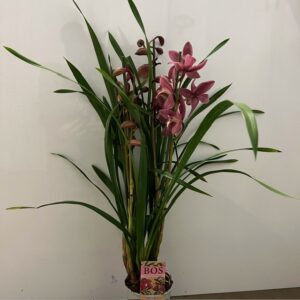 CYMBIDIUM 4-5 STJ K:12CM x4