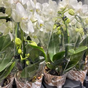PHALAENOPSIS BÅGE VIT x5
