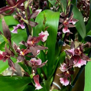 ORKIDEE BAROCCO RED 3-4 GR x6