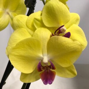 PHALAENOPSIS 3-STJ GUL x10