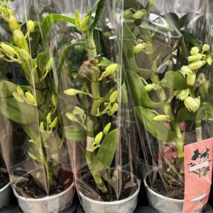 ORKIDEE DENDROBIUM 3-STJ VIT x6