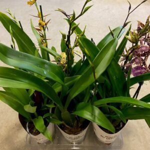 ORKIDEE BRASSIA 2-ST MIX x4