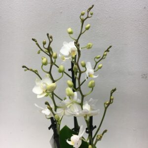 PHALAENOPSIS MULTIFL.2-STJ VIT K:9CM x12