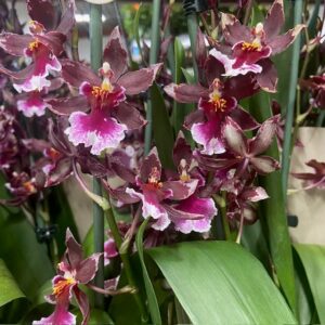 ORKIDEE BAROCCO RED EXKL 5-6 GR x6