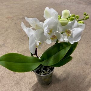 PHALAENOPSIS 2-STJ VIT TABLO SHORTY K:12CM x6