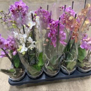 PHALAENOPSIS MULTIFL. 2-STJ MIX x10