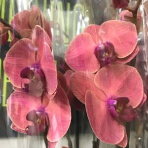 PHALAENOPSIS ASIAN M-APRIKOS 2-STJ x5