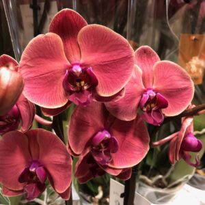 PHALAENOPSIS ASIAN CORAL 3-STJ x5