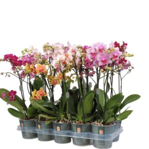 PHALAENOPSIS MULTIFL.JEWEL MIX 3-STJ x6