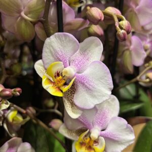 PHALAENOPSIS 2-STJ COROLLA BEACH ROSA x6