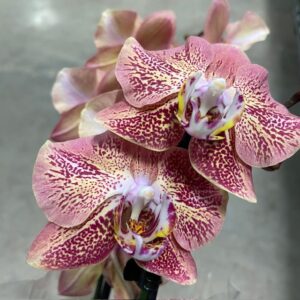 PHALAENOPSIS 2-STJ DRAGON HEART x4