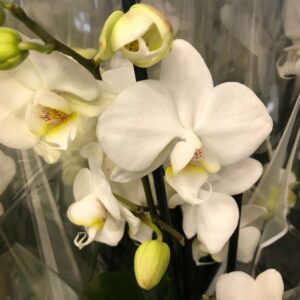 PHALAENOPSIS 2-STJ VIT K:9CM x12