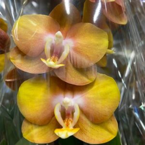 PHALAENOPSIS LAS VEGAS MÖRKGUL 2-STJ x6