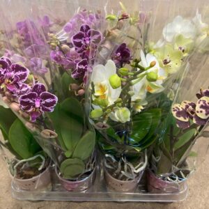 PHALAENOPSIS MULTIFL.2 STJ MIX K:9CM x12