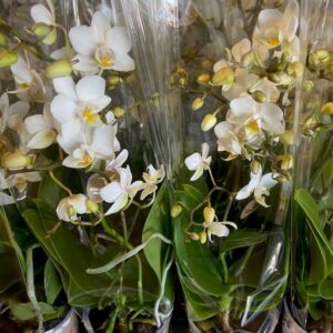 PHALAENOPSIS MULTIFL.4-STJ VIT LÅG K:12CM x6