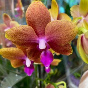 PHALAENOPSIS 3-STJ MULTI BOLGHERI ORANGE x6