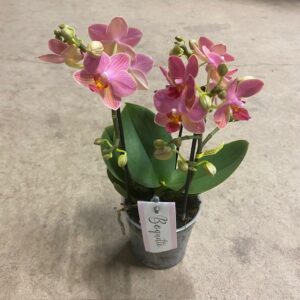 PHALAENOPSIS MULITFL BOQUETTO ORANGE/APRIKOS x6