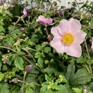 HÖSTANEMON ROSA K:17CM x6