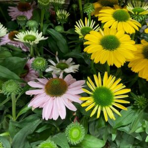 ECHINACEA K:17CM x6