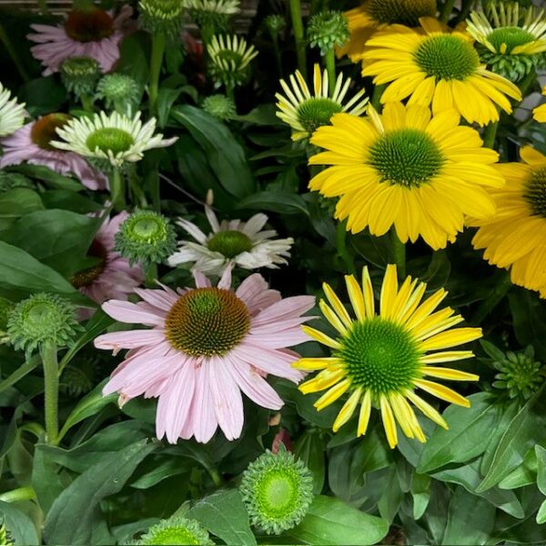ECHINACEA K:17CM x6