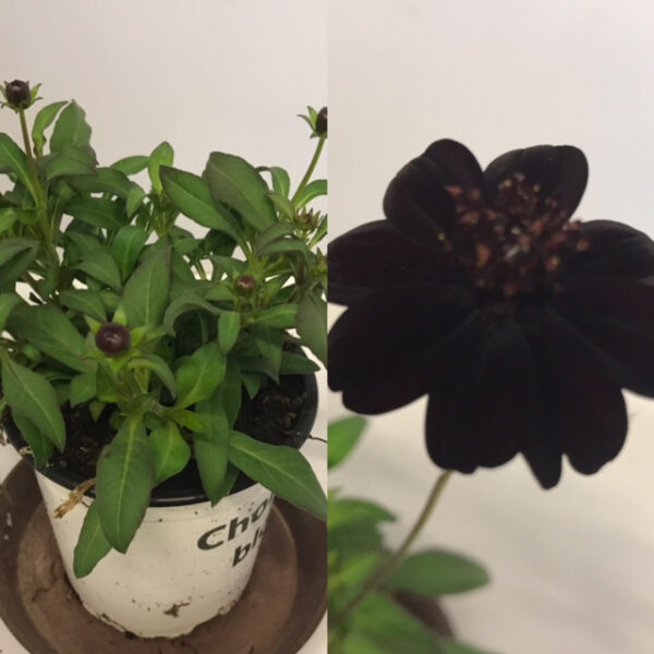 COSMOS CHOKLADBLOMMA x6