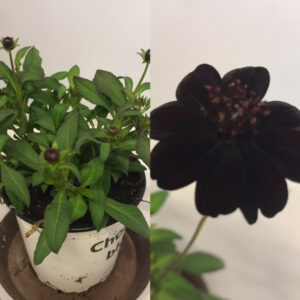 COSMOS CHOKLADBLOMMA x8