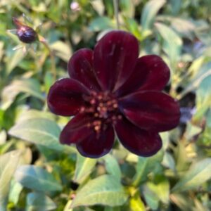 COSMOS CHOKLADBLOMMA x10