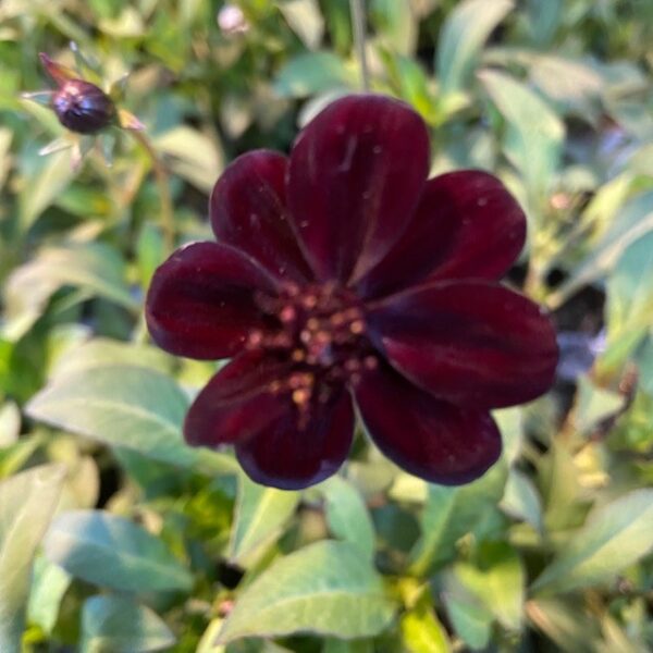 COSMOS CHOKLADBLOMMA x10