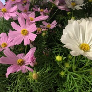 COSMOS BIPINNATUS ROSENSKÄRA x8