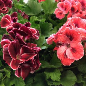 PELARGON ENGELSK ARVID x6