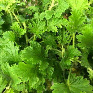 PELARGON DOFT MIX x6