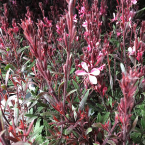 GAURA SOMMARLJUS K:11CM x14