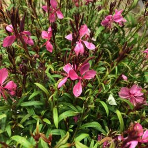 GAURA ROSA x14