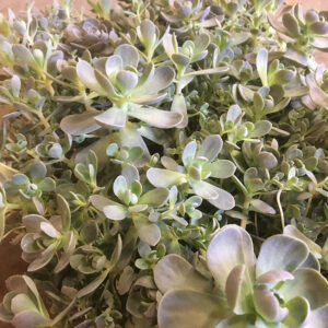 OROSYACHYS GRÅ K:13CM x6