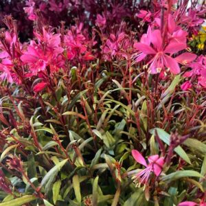 GAURA LJUSROSA K:17CM x6
