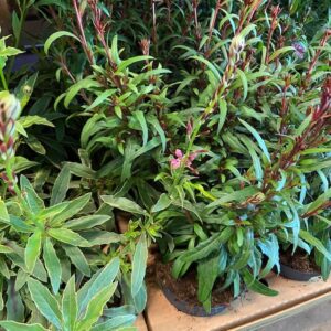 GAURA FRILLESÅS x8