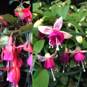 FUCHSIA PÅ STAM H:70-80CM