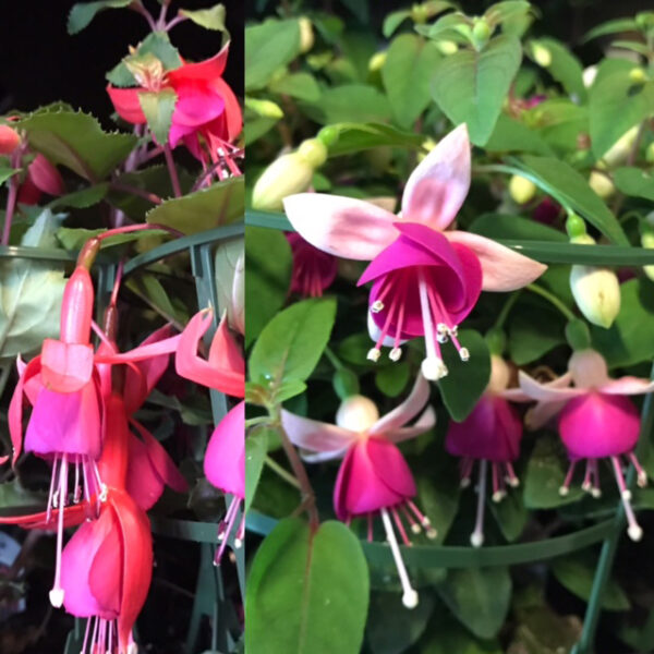 FUCHSIA PÅ STAM H:70-80CM