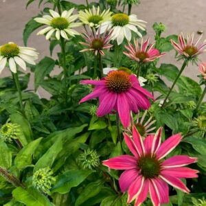 ECHINACEA MIX K:15CM x6